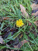 Dandelion, Plonks Hill.jpg