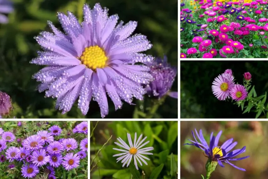 Aster-Flowers-layout-12062022-870x580.jpg.webp