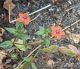 scarlet pimpernel, church yard, August 22.jpg