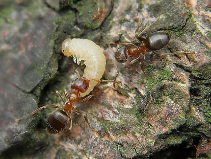 Lasius brunneus by Ryszard (CC BY-NC 2.0).jpg