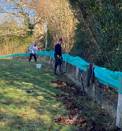 Toad Fence Stroud Lane Shamley Green SGEG.jpg