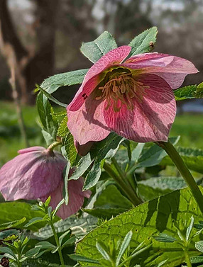Hellebore Feb 2024.jpg