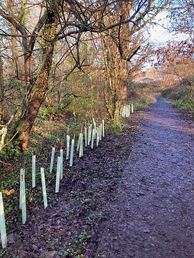 hedge planting WSG.jpeg