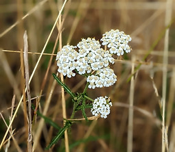 Yarrow, Shamley Green August 22.jpg
