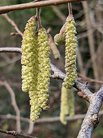 hazel catkins Jan 23.jpg