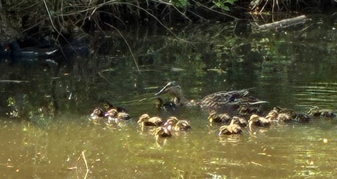 first brood swimming zoom.jpg