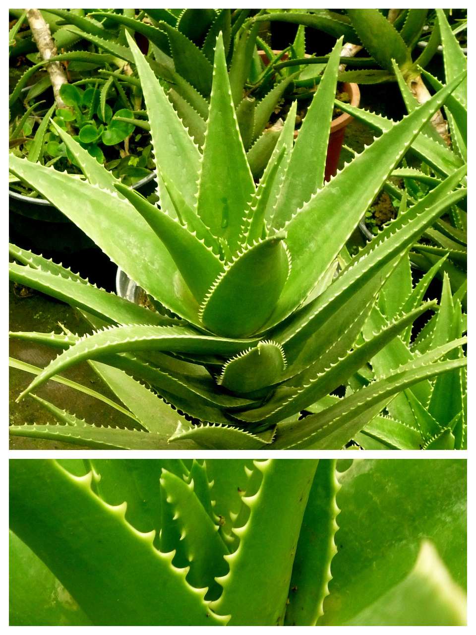Aloes