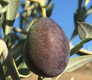 Screen Shot 2020-05-11 at 16.00.47.png