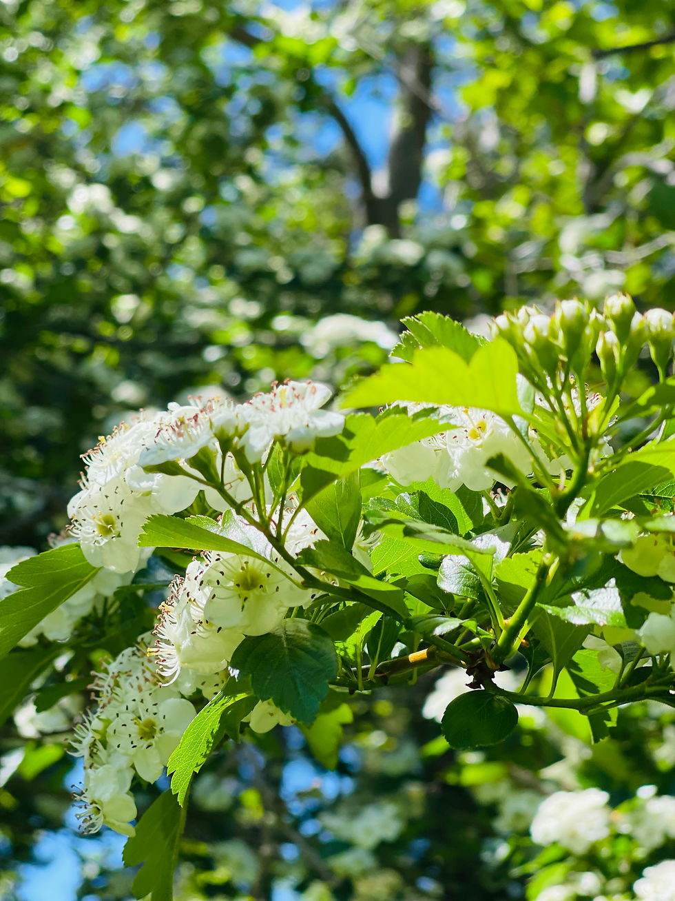 Hawthorn Flower Essence