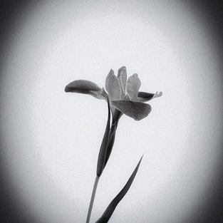 Black & white focusing lens style.-adobe lightroom