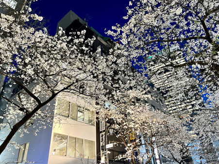 Cherry blossoms lining a street in the evening - Chiyoda City, Tokyo, Japan