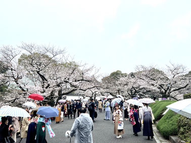 Locals enjoying cherry blossom season - Chidorigafuchi Moat surrounding Kitanomaru National gardens - Chiyoda City, Tokyo, Japan
