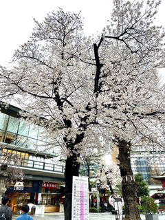 Large cherry tree on the grounds of Kanda Myojin Shrine - Chiyoda City, Tokyo, Japan