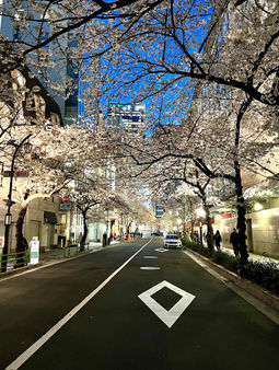 Cherry blossoms lining a street at dusk - Chiyoda City, Tokyo, Japan