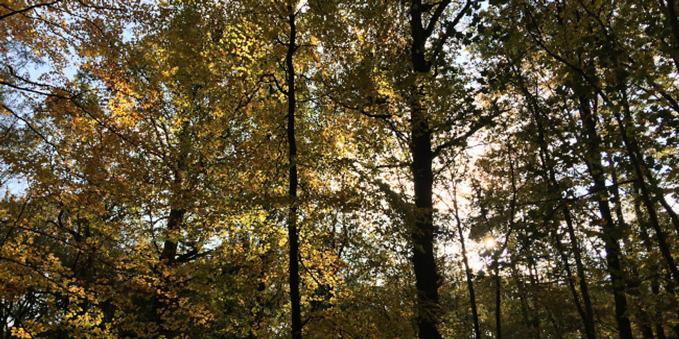 bosbad herfstkleuren