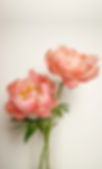 peony-5883878_1920-03.jpg