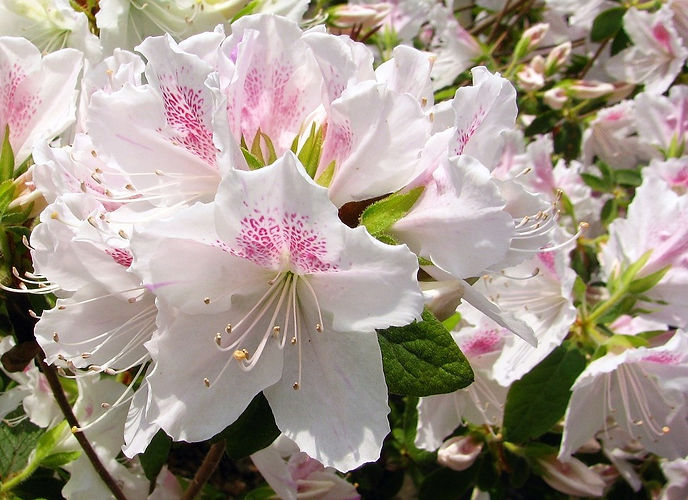 flowers-4713667_1280.jpg