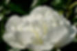 flower-8577961_1280.jpg