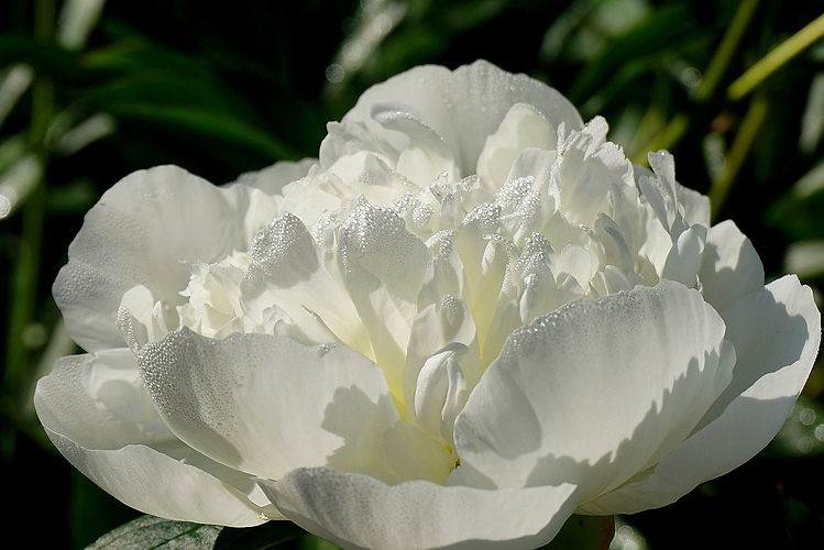 flower-8577961_1280.jpg