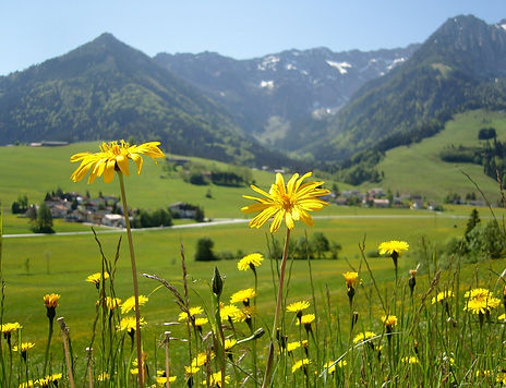flowers-389799_1920.jpg