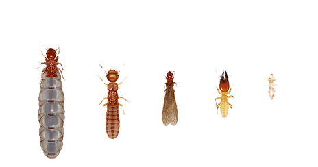 Dampwood-Termites_edited.png