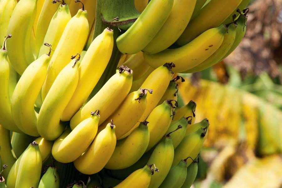 Plátano Mexicano: Elevando la Calidad y el Rendimiento con Protección Botánica de Vanguardia