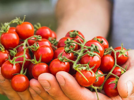 Cómo los Fungicidas Botánicos Alargan la Vida de Anaquel sin Residuos Químicos