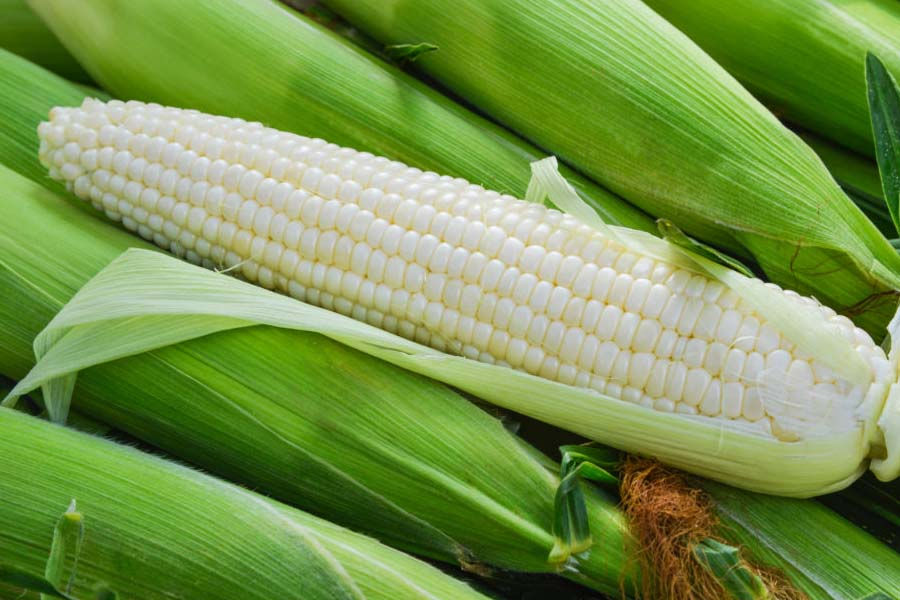 Maíz Blanco en Sonora: Maximiza tu Rendimiento con Protección Botánica de Vanguardia