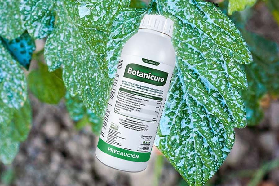 El Efecto "Stay-Green": Cómo los Fungicidas Botánicos Curan tu Cultivo sin Frenar su Crecimiento