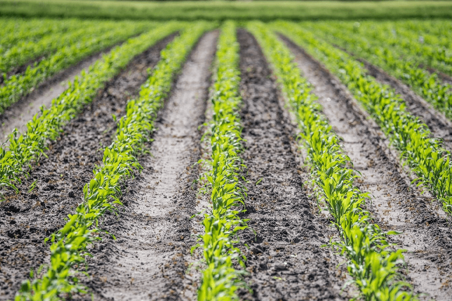 México, con su inmensa diversidad agrícola, enfrenta la constante amenaza de plagas que comprometen la calidad y el rendimiento de sus cosechas.