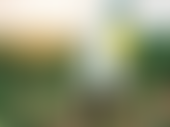 Insecticidas Botánicos: Protección Natural y Poderosa para tus Cultivos