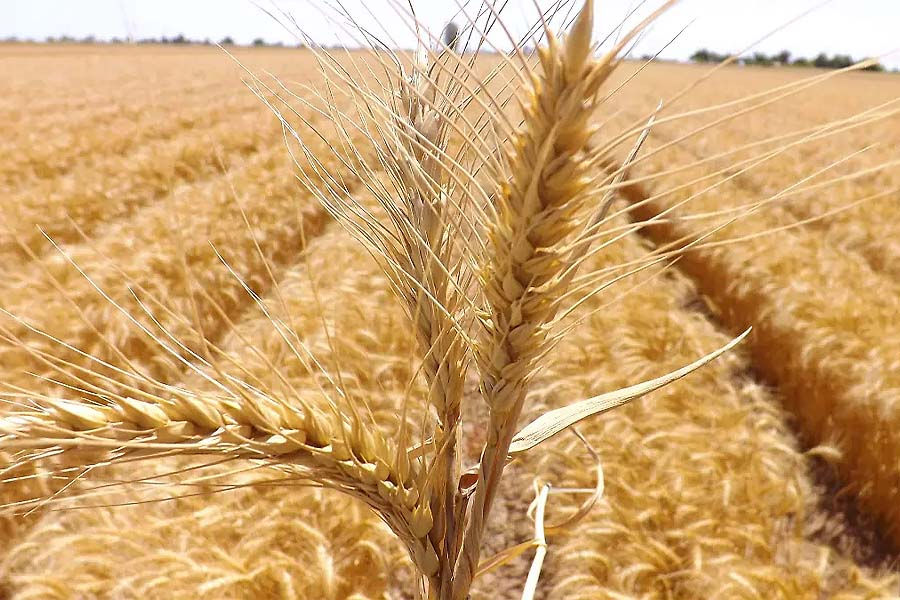 Cultivo de Trigo en Sonora: Maximiza tu Rendimiento con Protección Botánica de Vanguardia