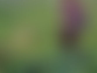 Agricultura Inteligente: Por Qué los Productos Botánicos Superan a los Químicos Sintéticos en México