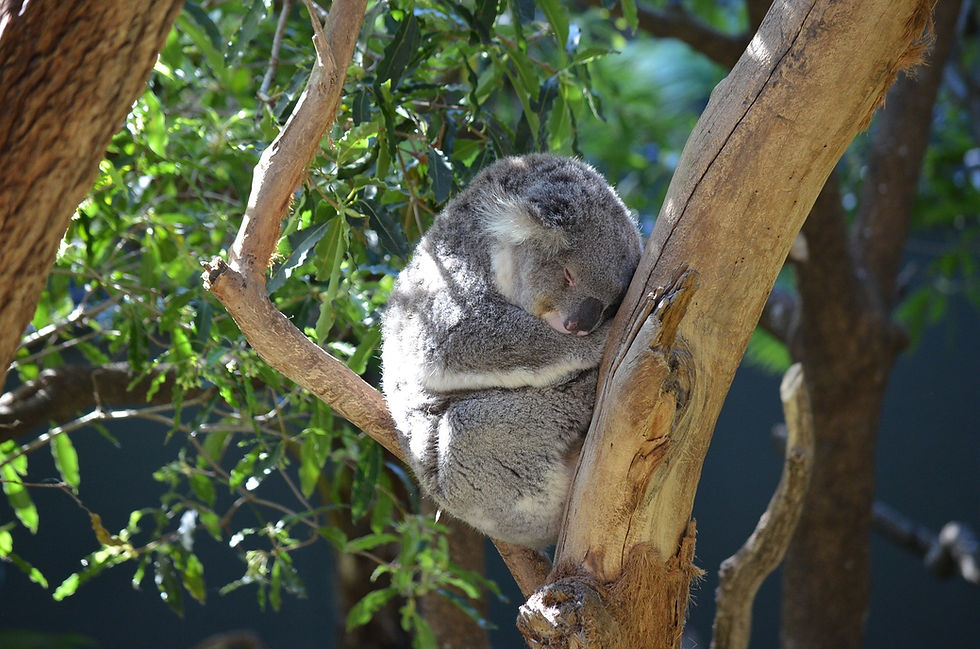 Koala At Taronga Zoo