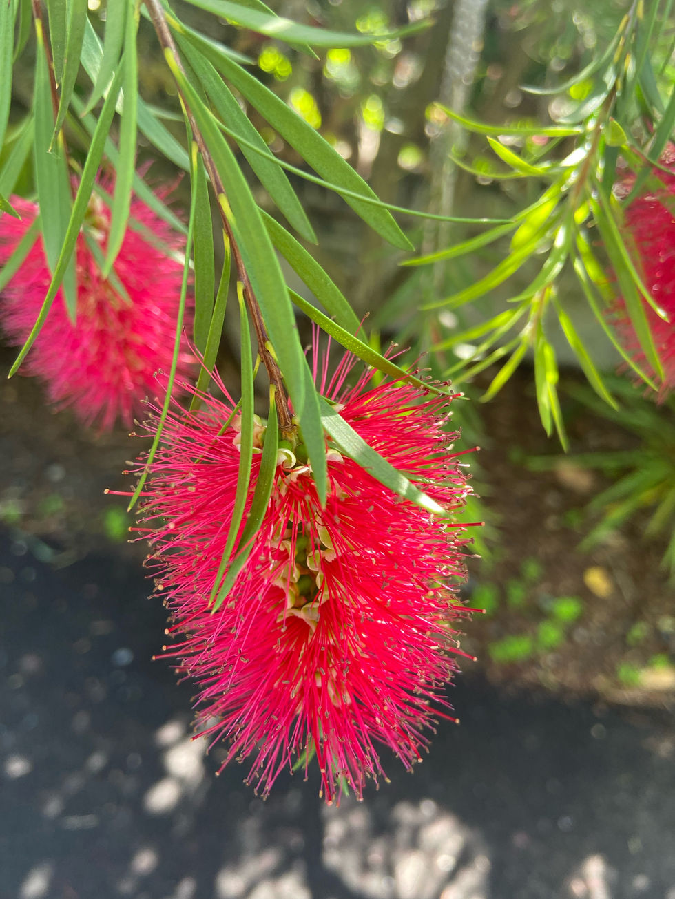Flower Photography