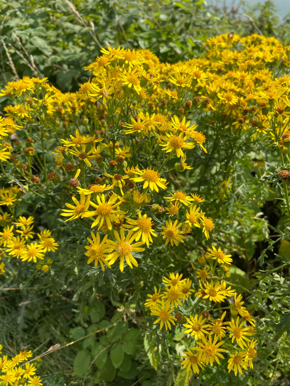Flower photography