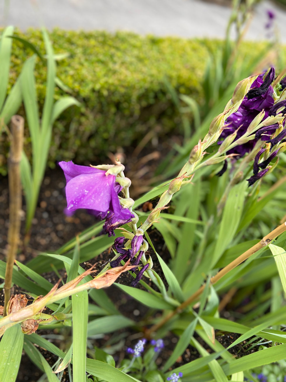 flower photography 