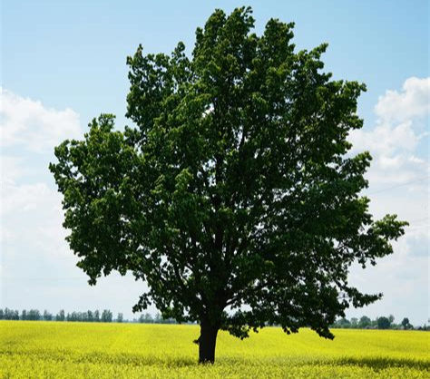 A lone green tree stands in a bright yellow field under a blue sky. The scene is serene and vibrant, evoking a sense of tranquility.