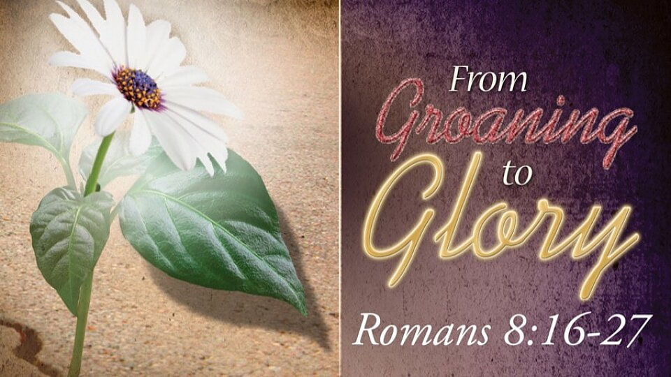 White daisy with green leaves on a sandy background. Text: "From Groaning to Glory, Romans 8:16-27" in elegant script.