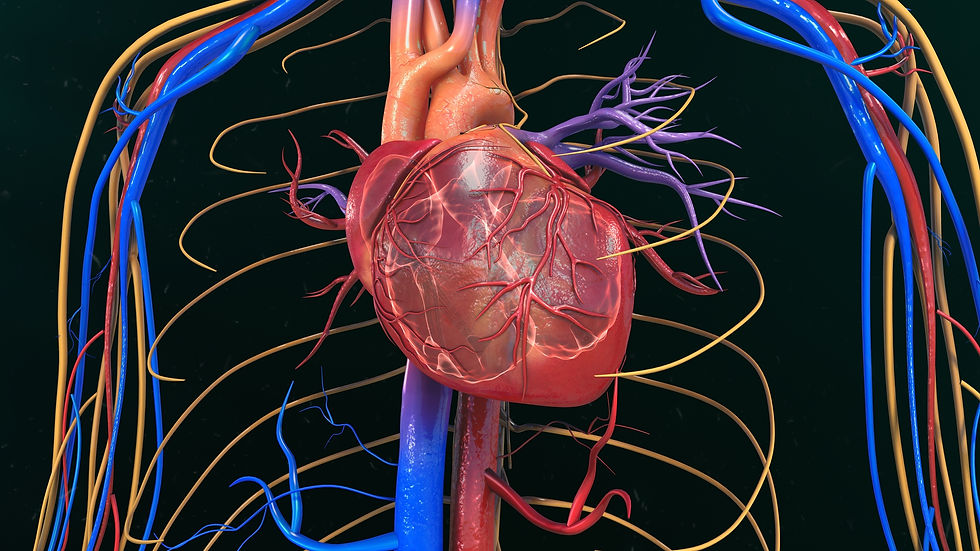 Illustration of a human heart with red arteries and blue veins set against a dark background. Yellow and purple nerves surround the heart.