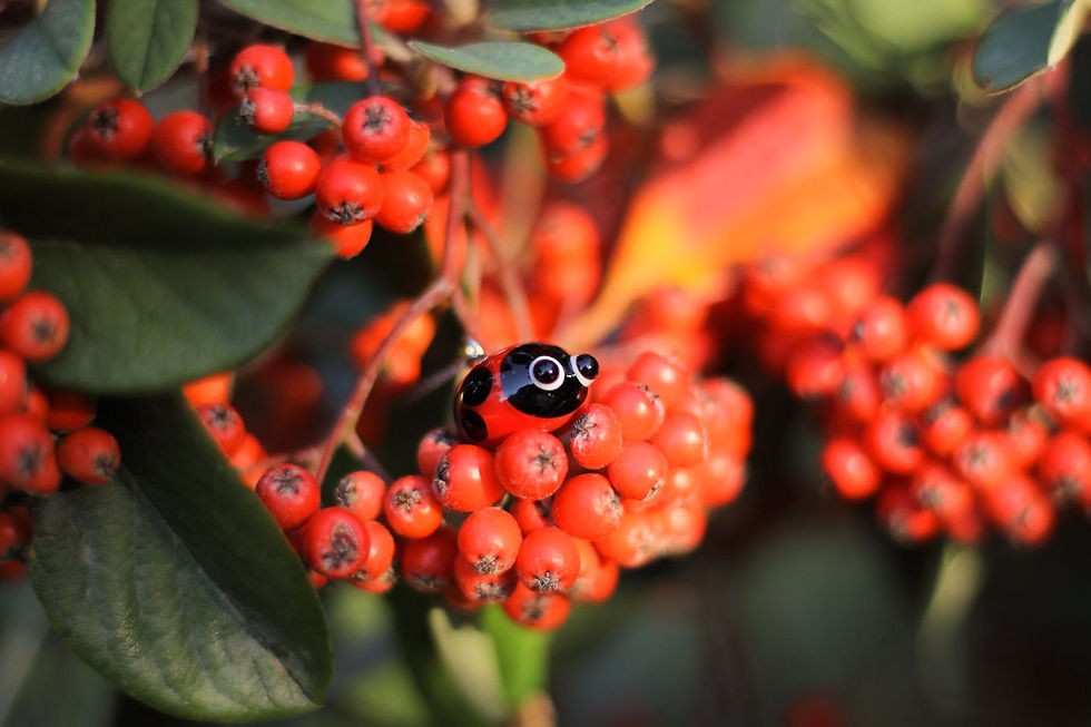 Miniature : Kali la coccinelle