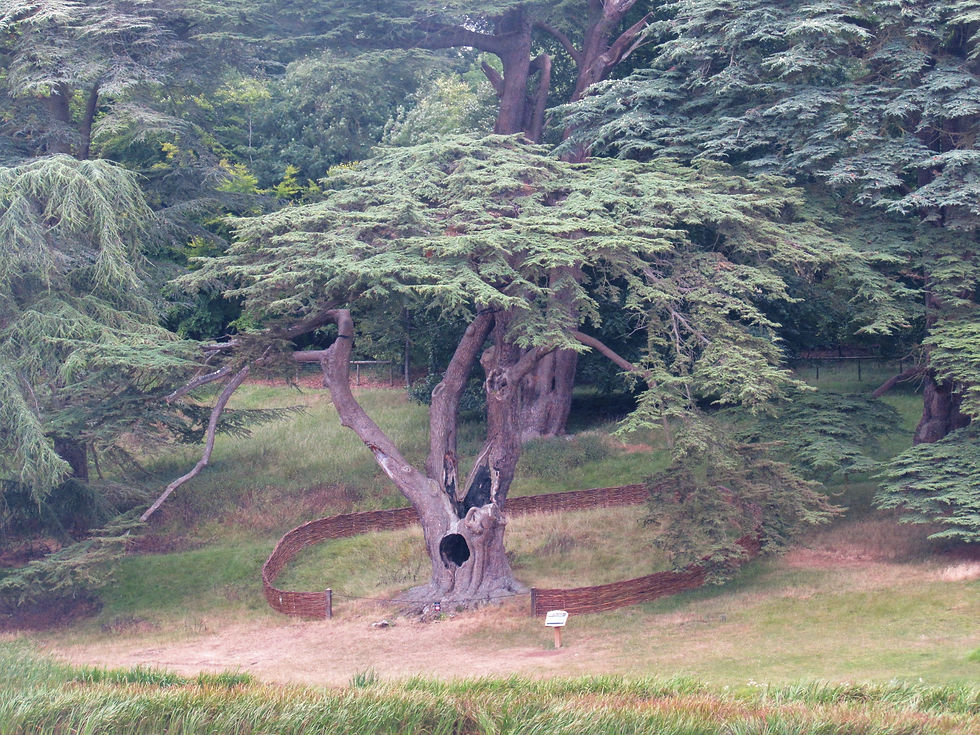 Blenheim Palace grounds