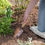 Thumbnail: Jardinopia Adult Gardening Trowel - Disney Winnie the Pooh