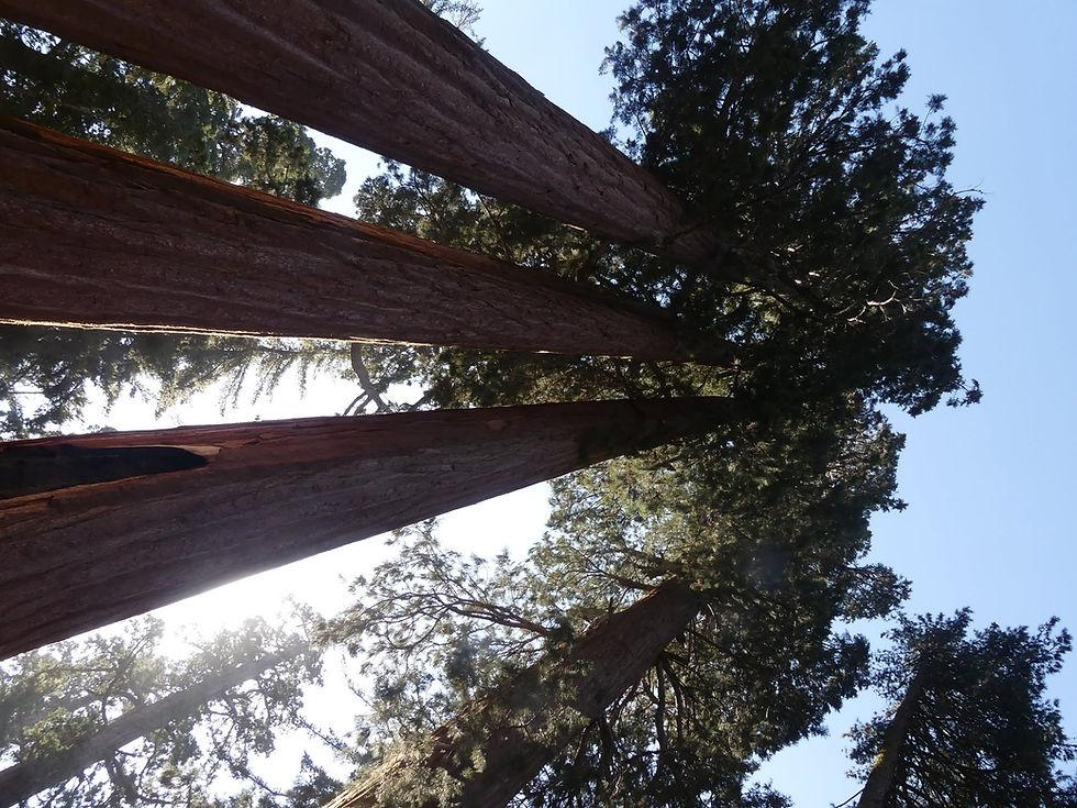 What Ancient Trees Teach Us About Connection, Resilience, and Hope