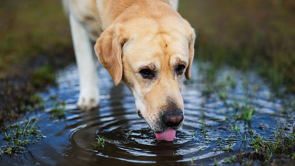 From Puddles to Patients: The Rising Risk of Leptospirosis