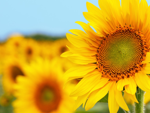 Le JAUNE : couleur du bonheur