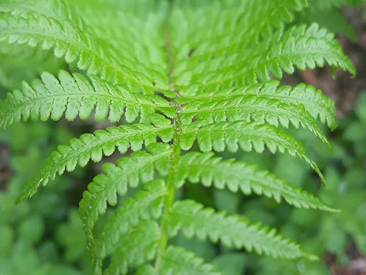 Le VERT: la couleur qui fait du bien