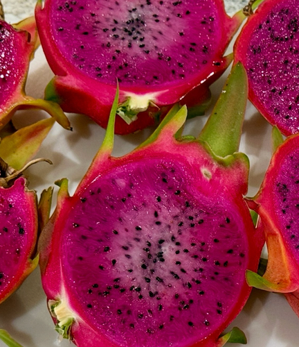 Purple Haze Dragon Fruit | Tasty Dragons