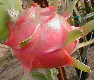 Fruit Punch Dragon Fruit
