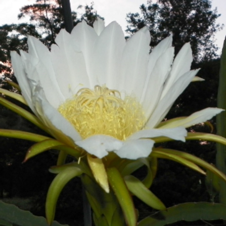 Sin Espinas Dragon Fruit